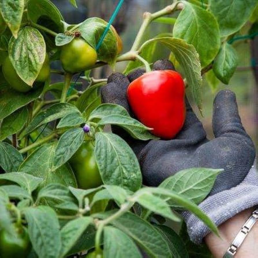 Manzano (chili pepper Capsicum pubescens green) for planting in garden